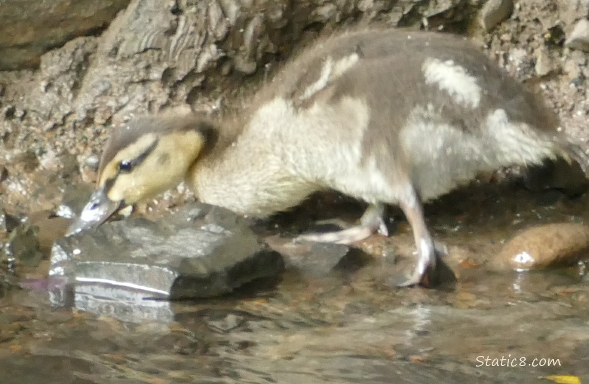 Duckling dabbling in shallow water near the bank