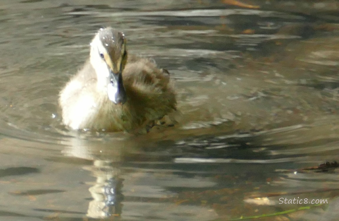 Duckling paddling on the water