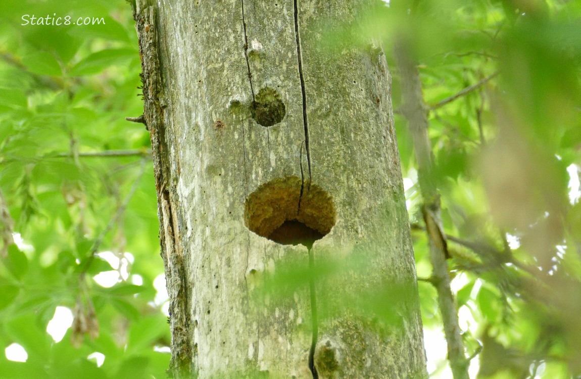 Woodpecker hole in a dead tree trunk