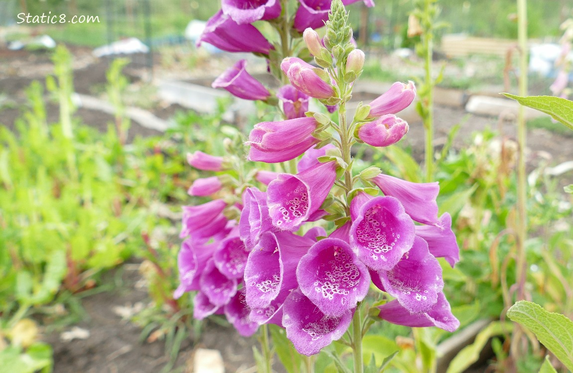 Pink Foxglove blooms