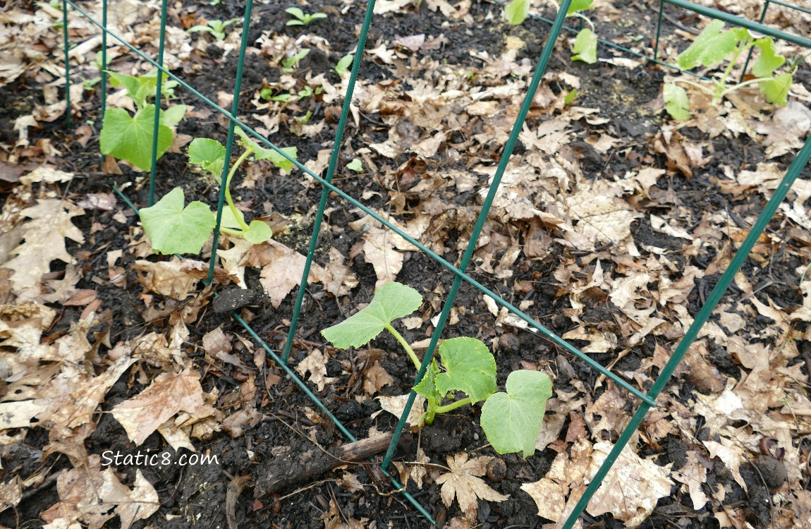 Cucumber plants growing in the ground