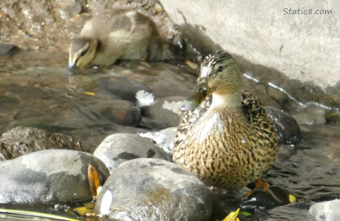 Mama Mallard with a duckling in the background
