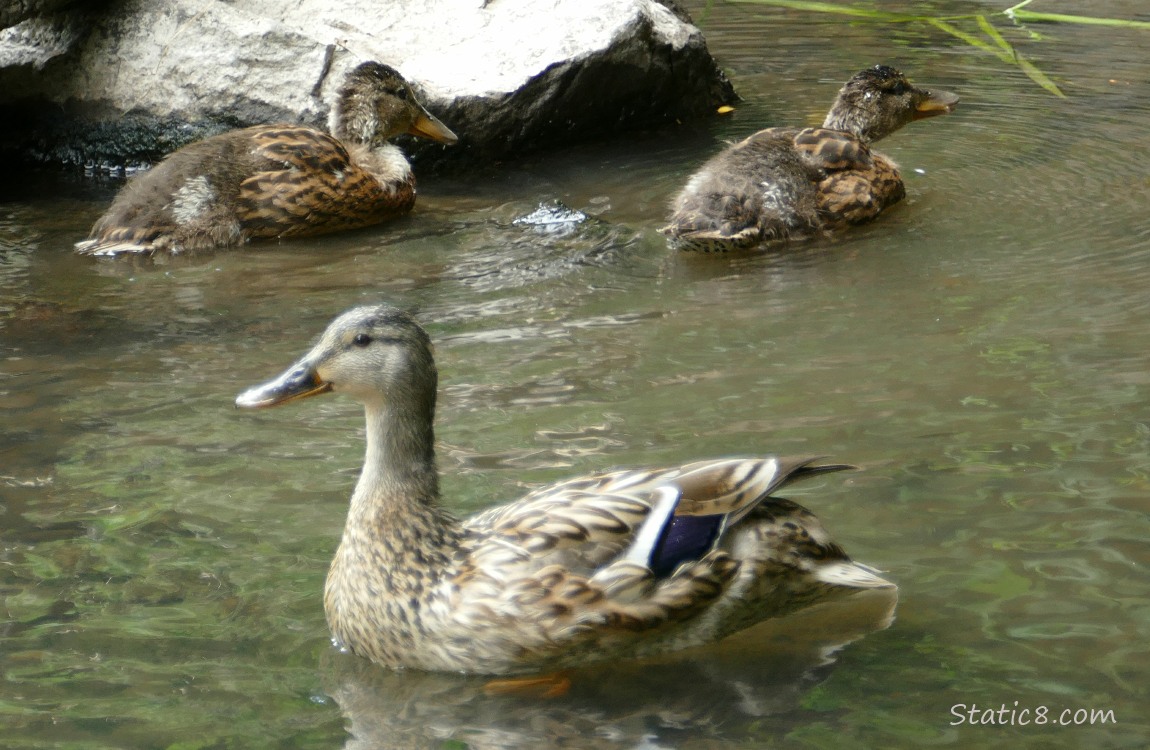 Mama Mallard with two ducklings paddling on the water