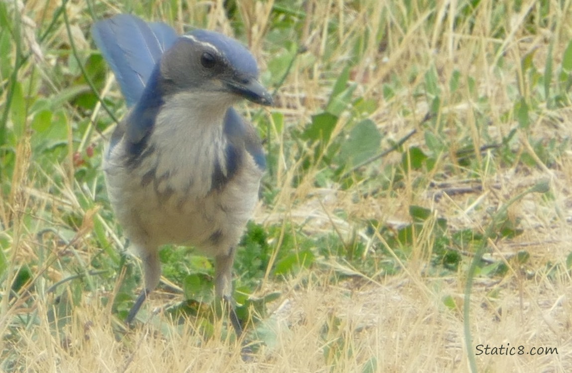 Scrub Jay standing in the grass