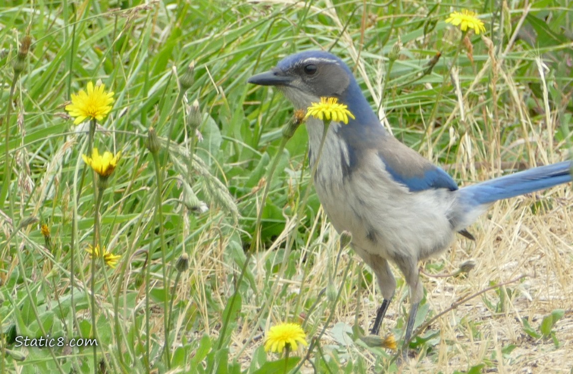Scrub Jay standing in the grass with dandelion blooms