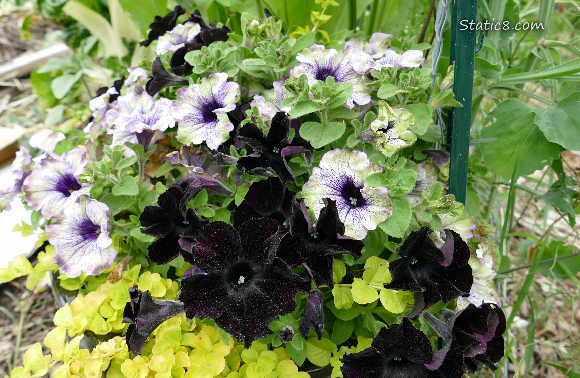 Pansy blooms in white and black
