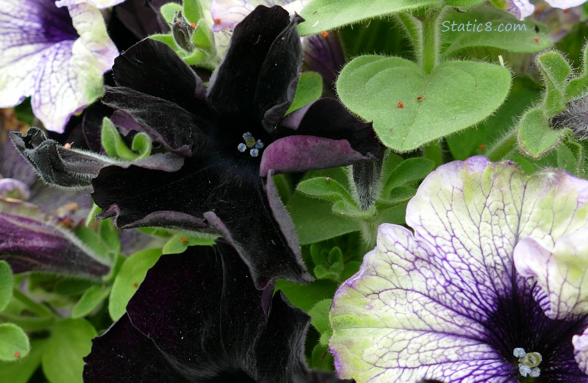 Close up of Pansy blooms