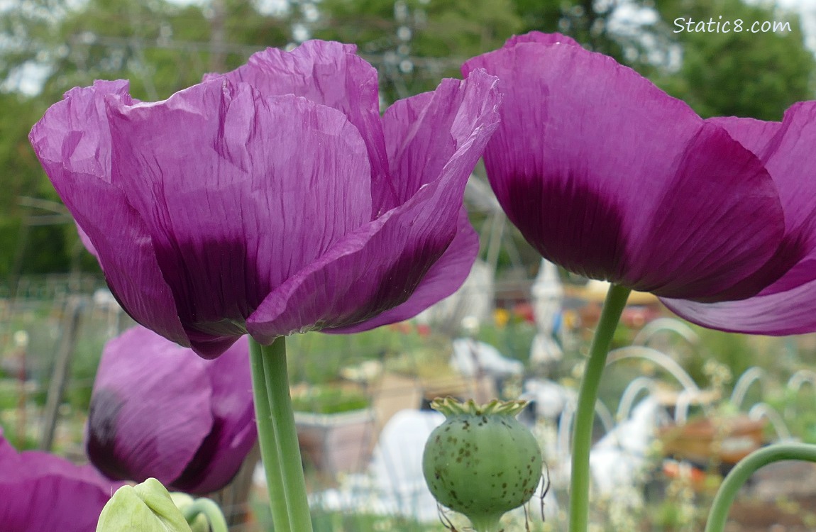 Purple Breadseed Poppy blooms