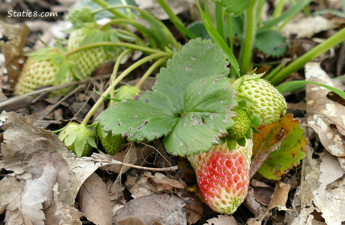 Strawberries ripening on the plant