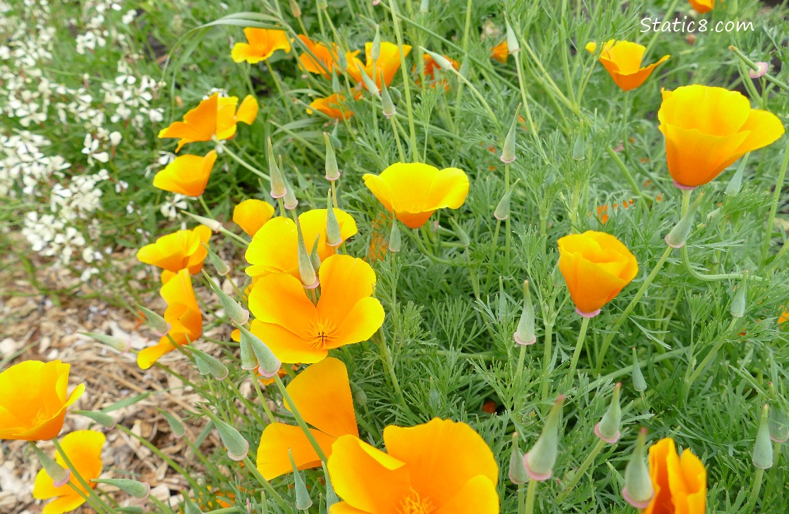 California Poppy blooms