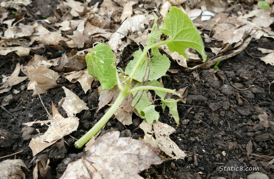 dead cucumber plant