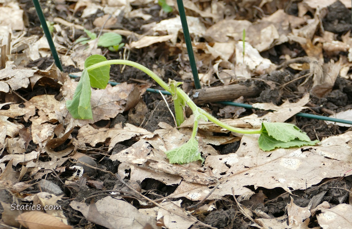dead cucumber plant