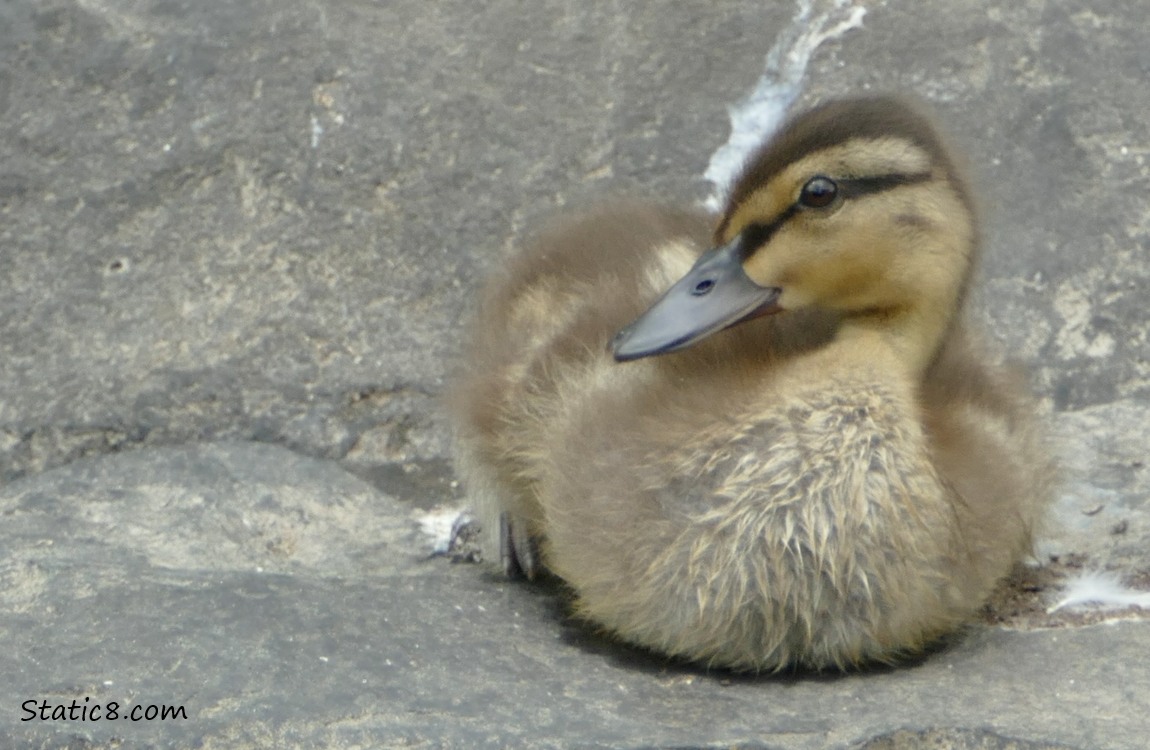 Duckling sitting on a rock