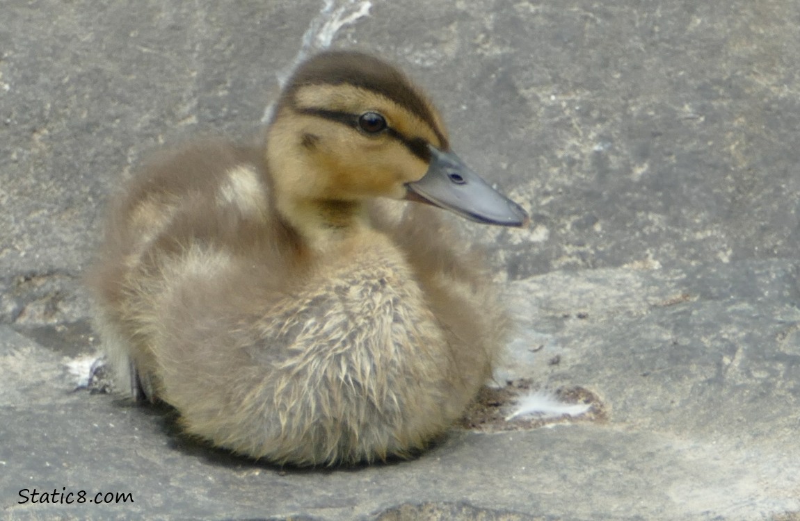 Duckling sitting on a rock