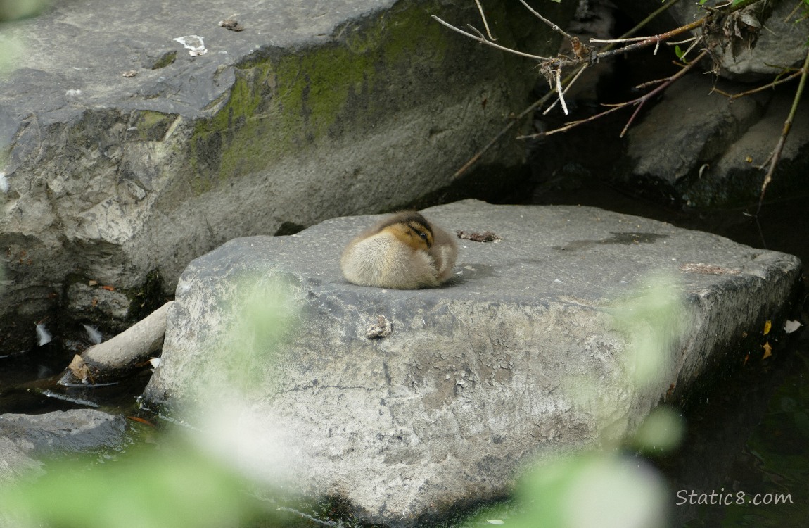 Duckling napping on a rock, her beak tucked back under her wing