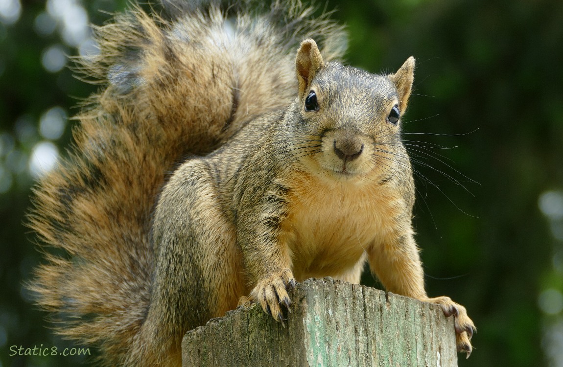 Squirrel standing on a wood fence post