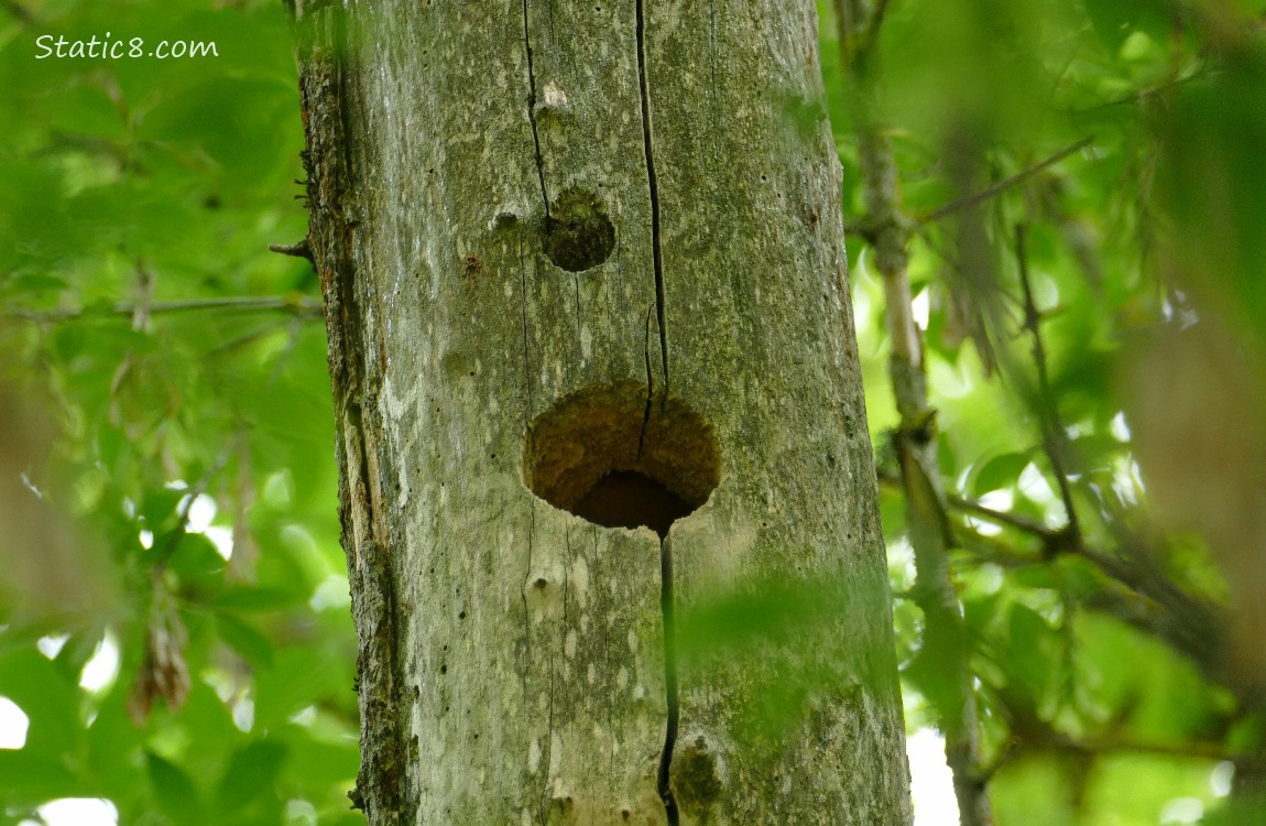 Woodpecker hole in a dead tree trunk