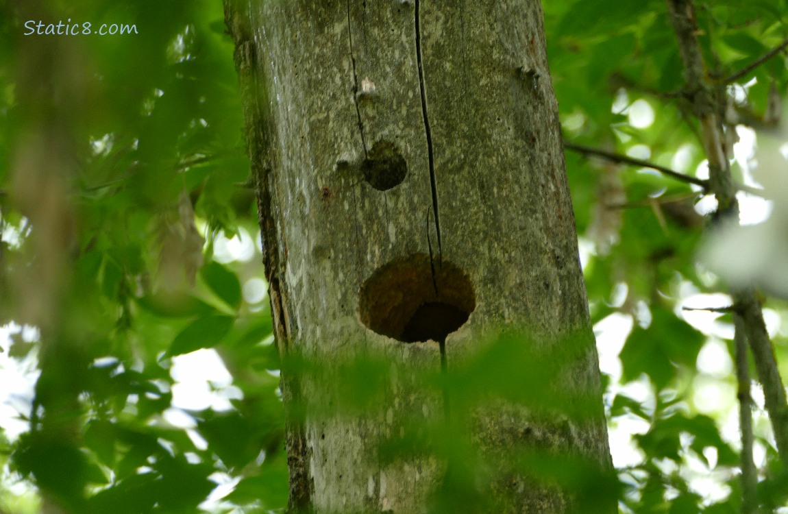 Woodpecker hole in a dead tree trunk