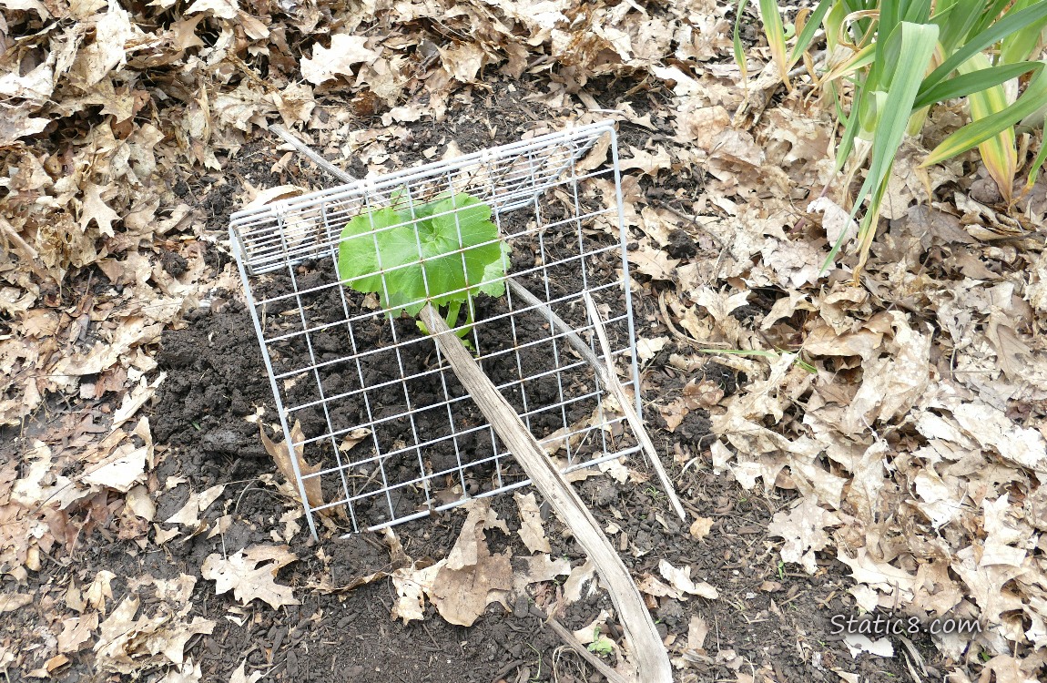 Squash plant under a metal grid