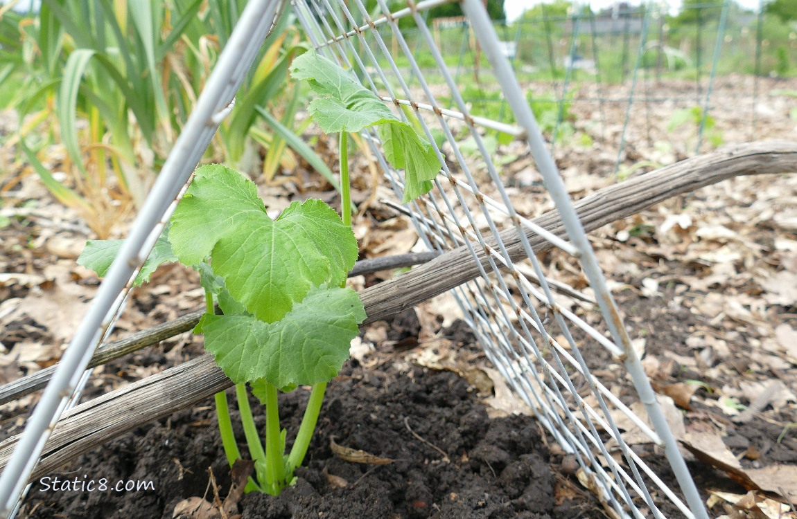 Squash plant under a metal grid