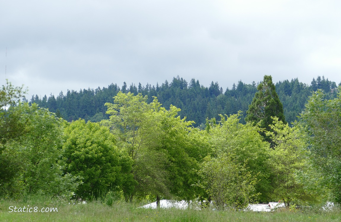 Trees in the distance
