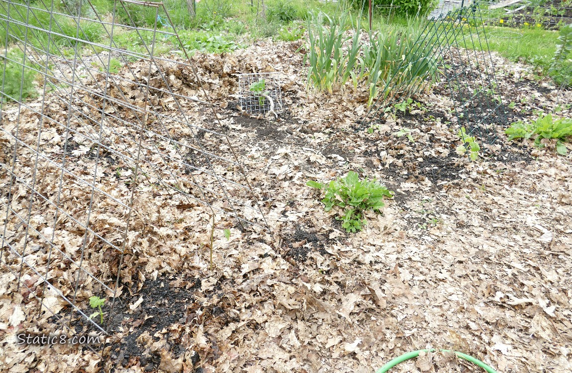 Metal trellises set up in a garden