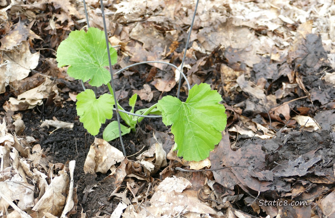 Small Zucchini planted in the ground