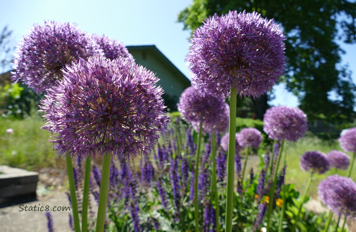 Purple Allium blooms with other flowers in the background