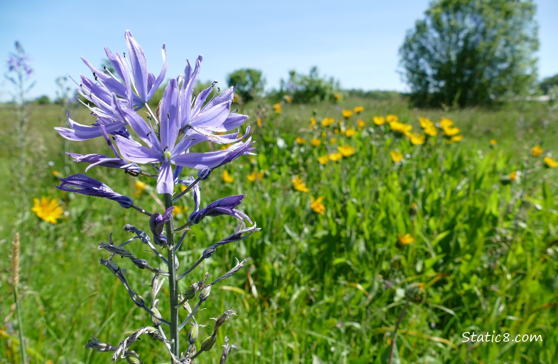 Camas Lily bloom in front of Mules Ears blooms, a tree in the distance and blue sky