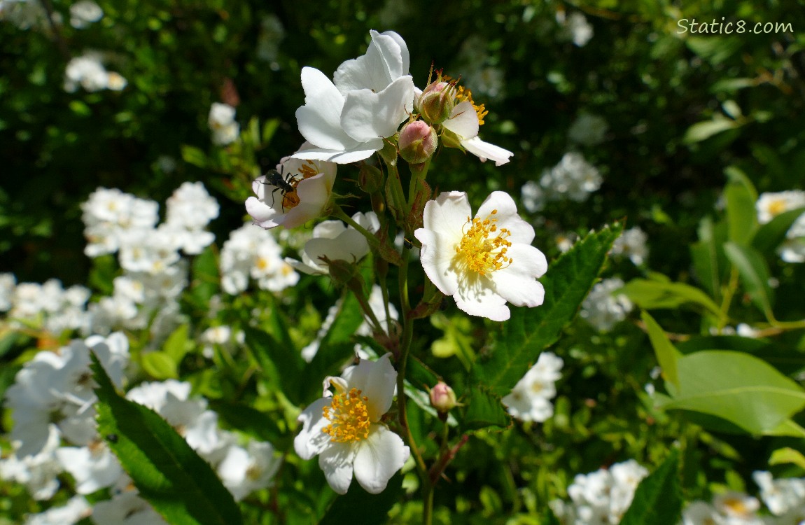 White fruit tree blooms, with a beetle standing on one