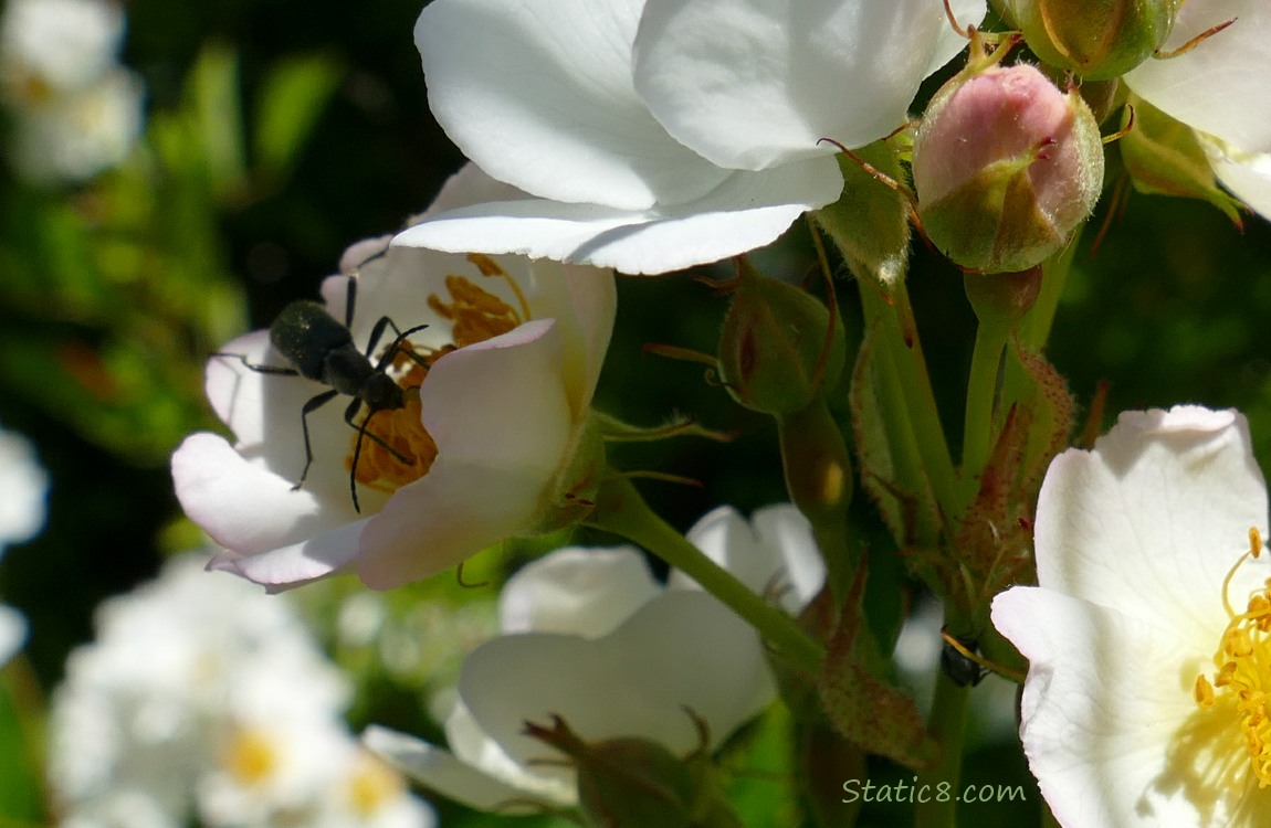 A Beetle standing on a white fruit tree bloom
