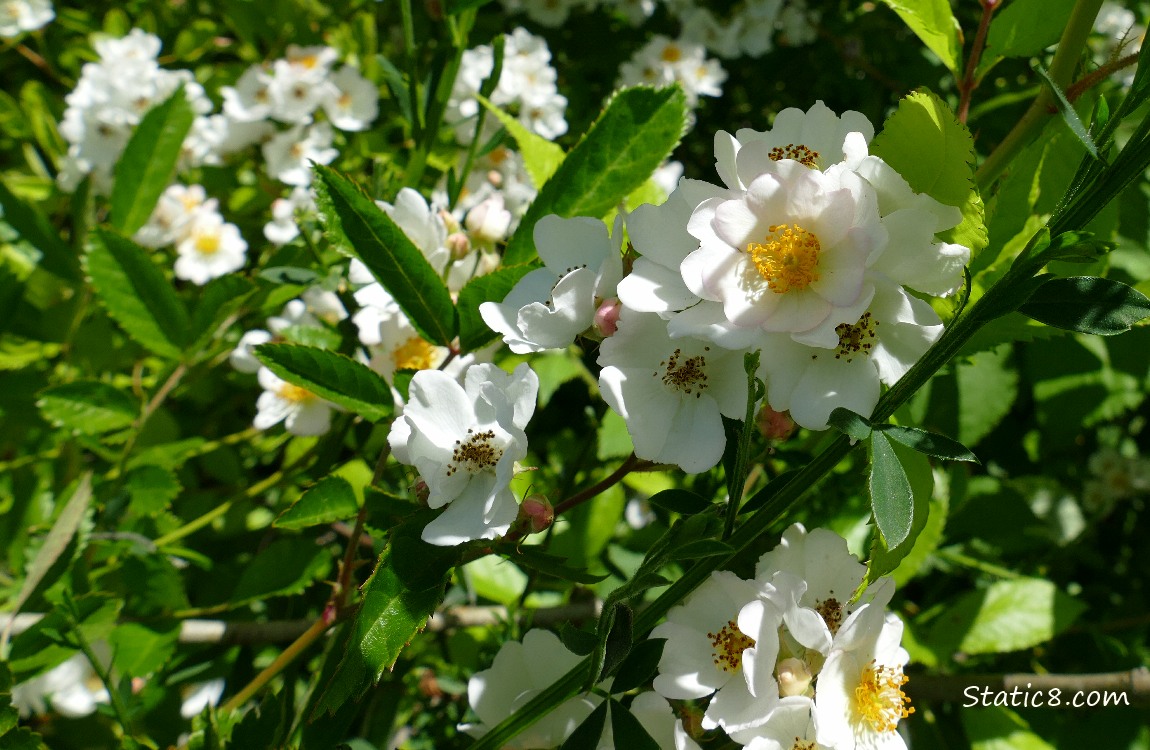 White fruit tree blooms
