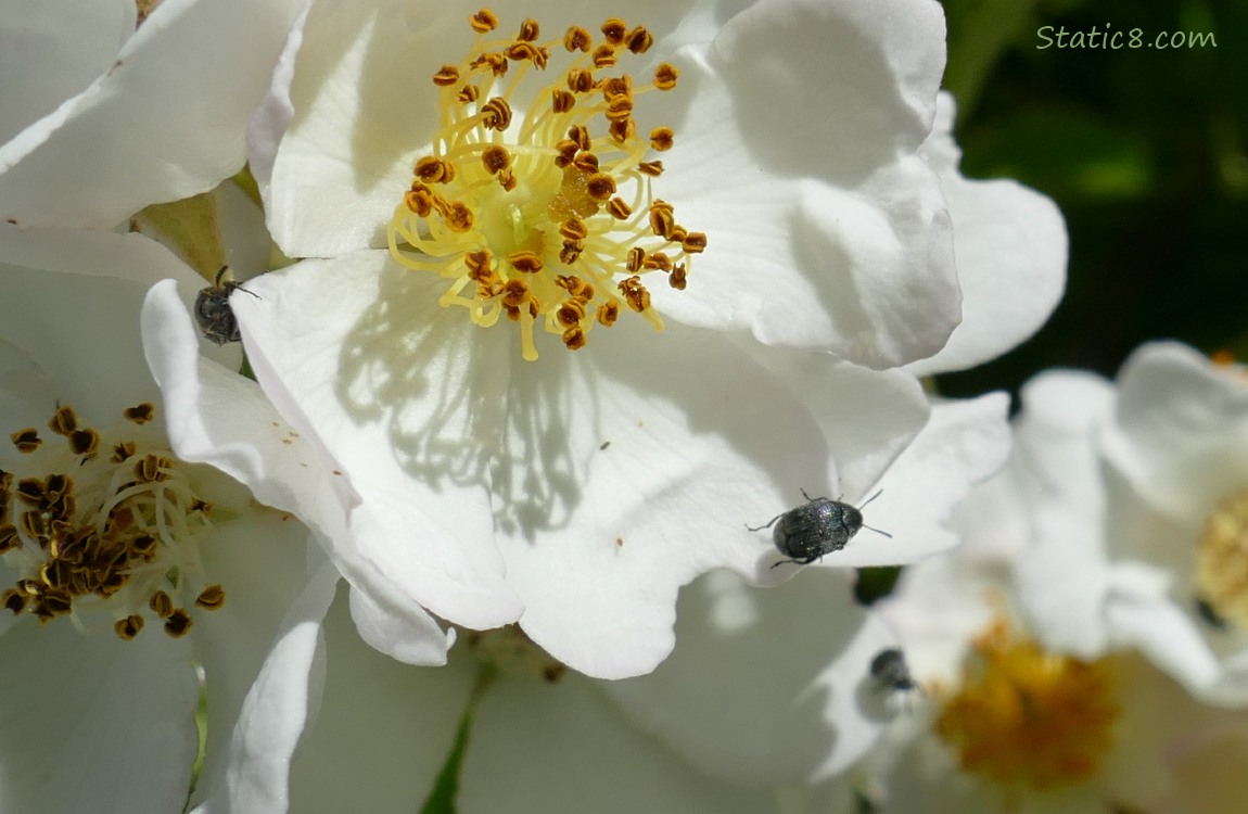Small beetles walking on the white blooms of a fruit tree