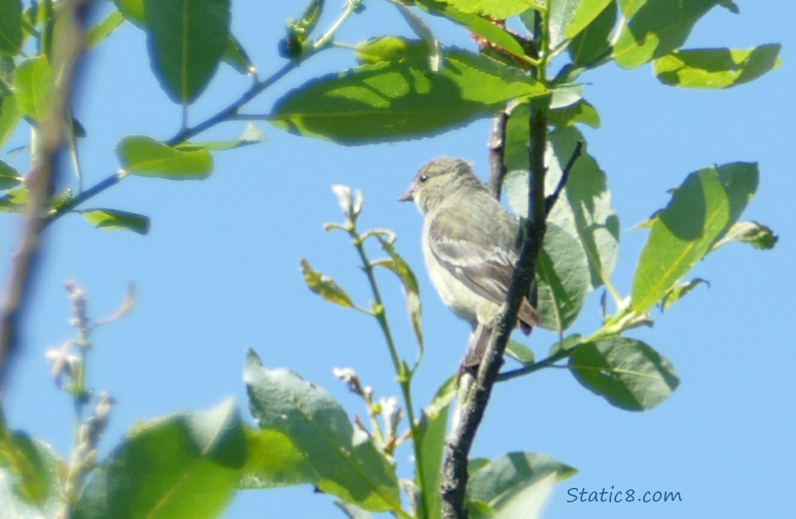 Female Lesser Goldfinch standing on a twig in a tree