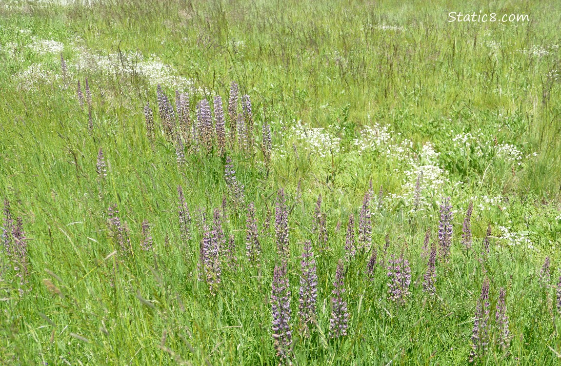 Lupine blooming in the grass, with tiny white blooms as well