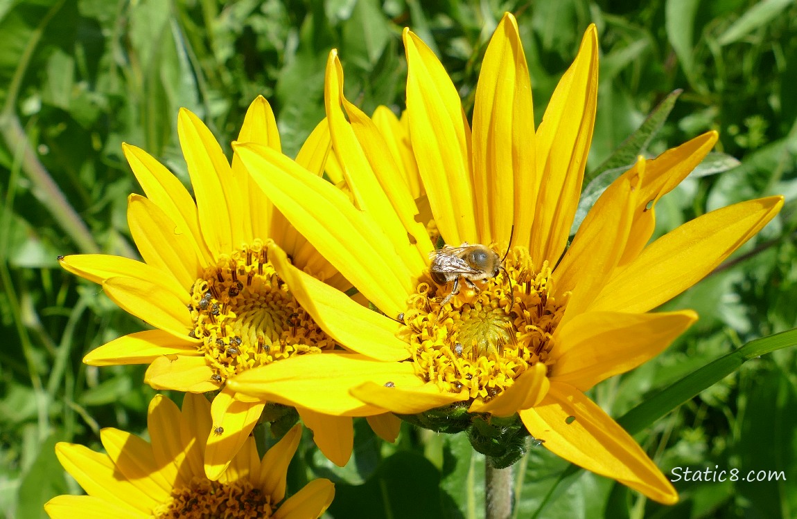 Mules Ears blooms with a bee and other bugs