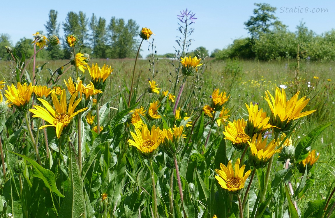 A group of Mules Ears blooms in the grass, with trees and blue sky in the distance