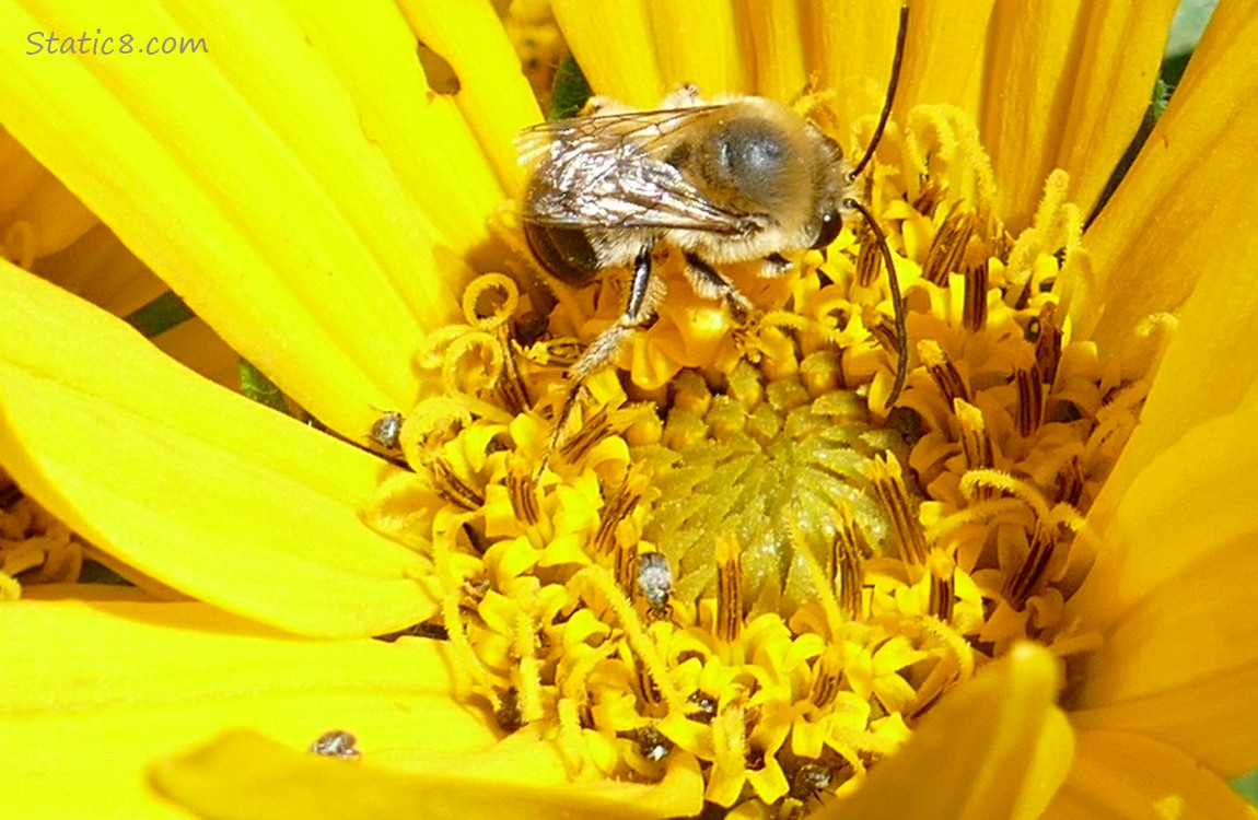 Close up of a Mules Ears bloom with a bee and other smaller beetles