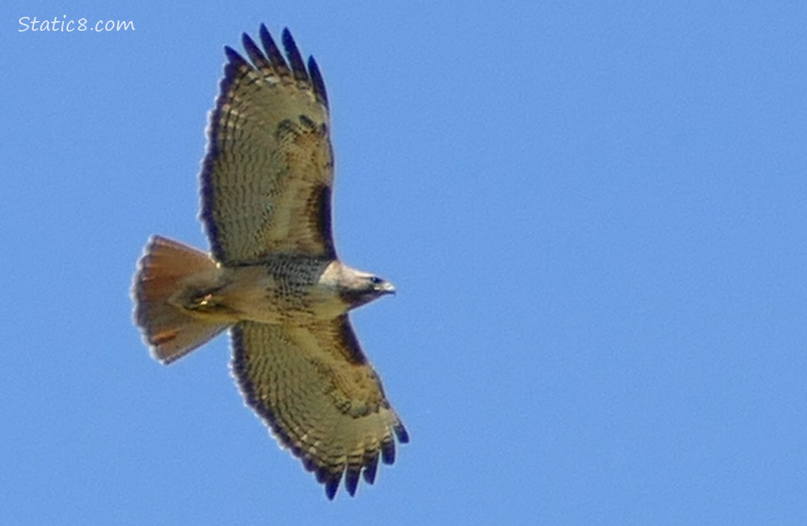 Red Tail Hawk soaring in a blue sky