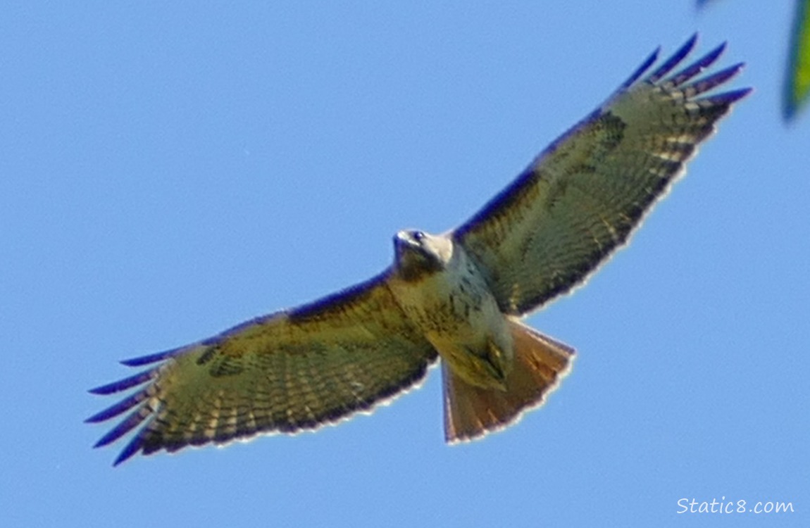 Red Tail Hawk soaring in the sky