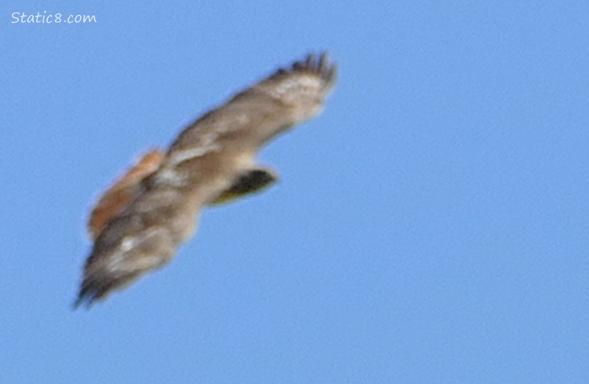 Blurry Hawk gliding in the sky