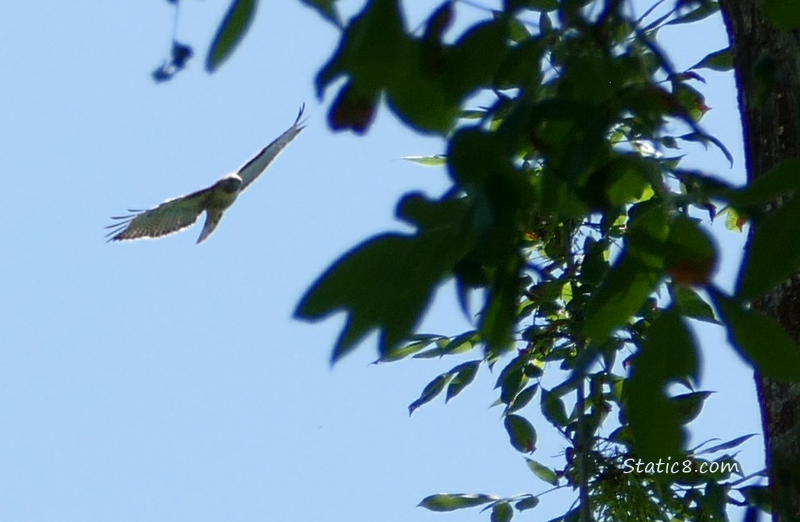 Red Tail Hawk flying past a tree in the blue sky