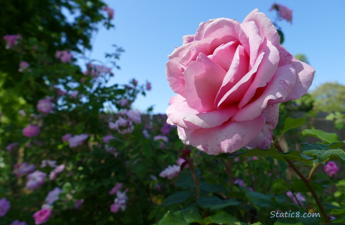 Pink rose in front of blue sky