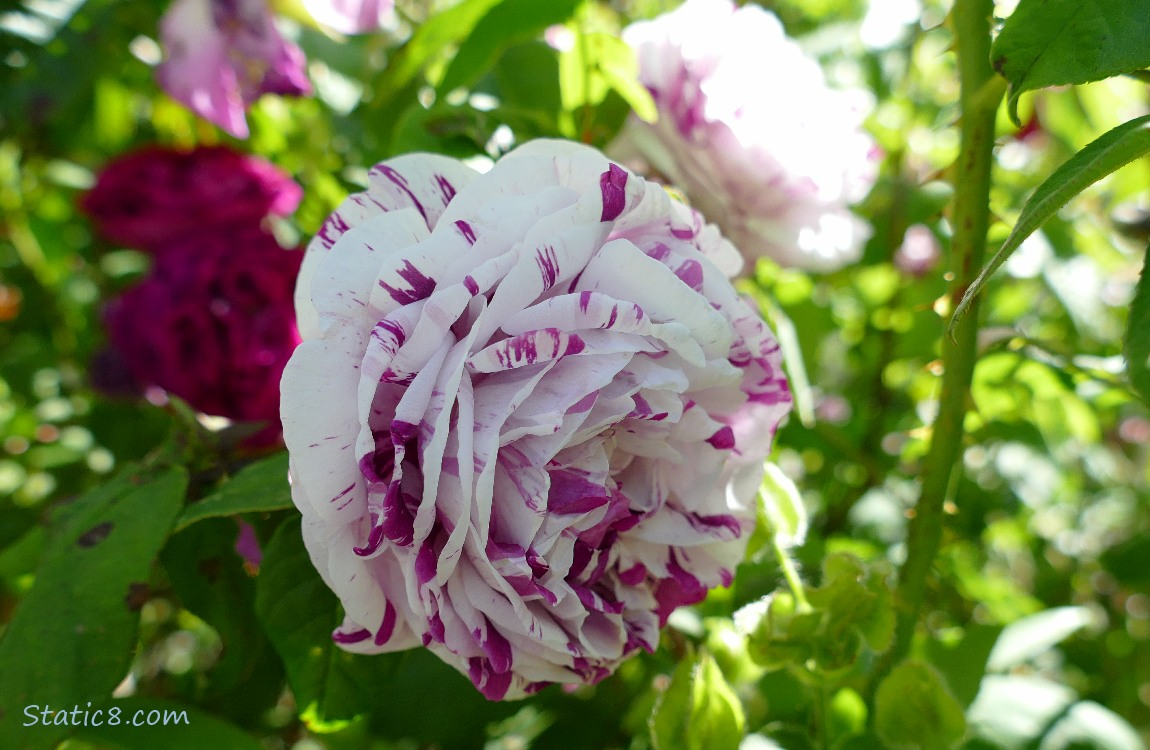 Striped white and red rose