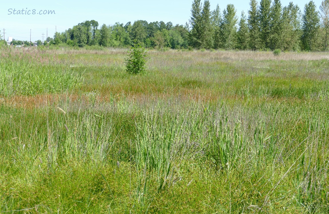 Grasslands with trees in the distance