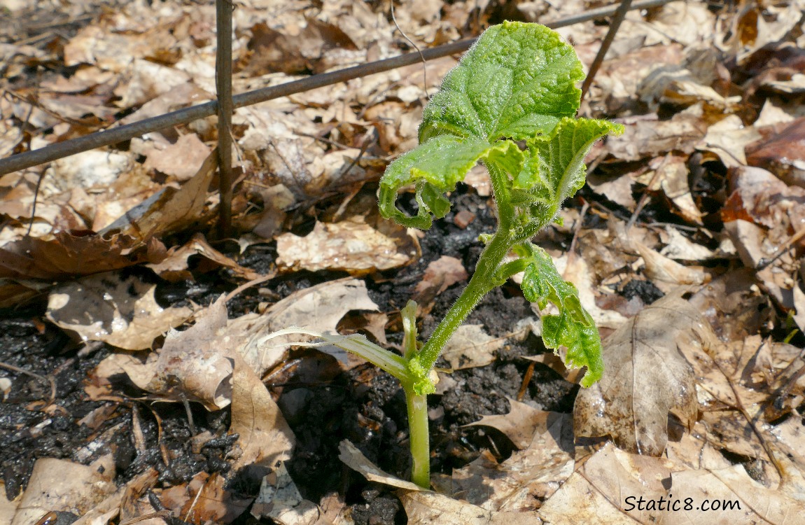 Cucumber plant