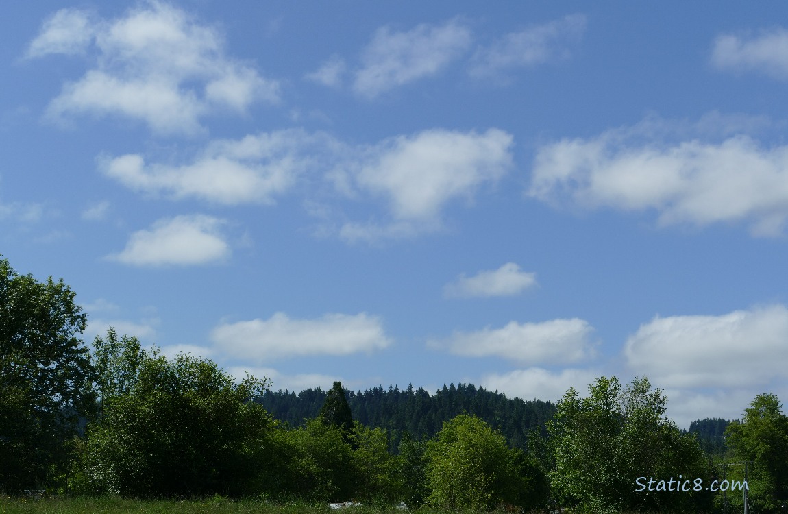 Small, white puffy clouds over trees