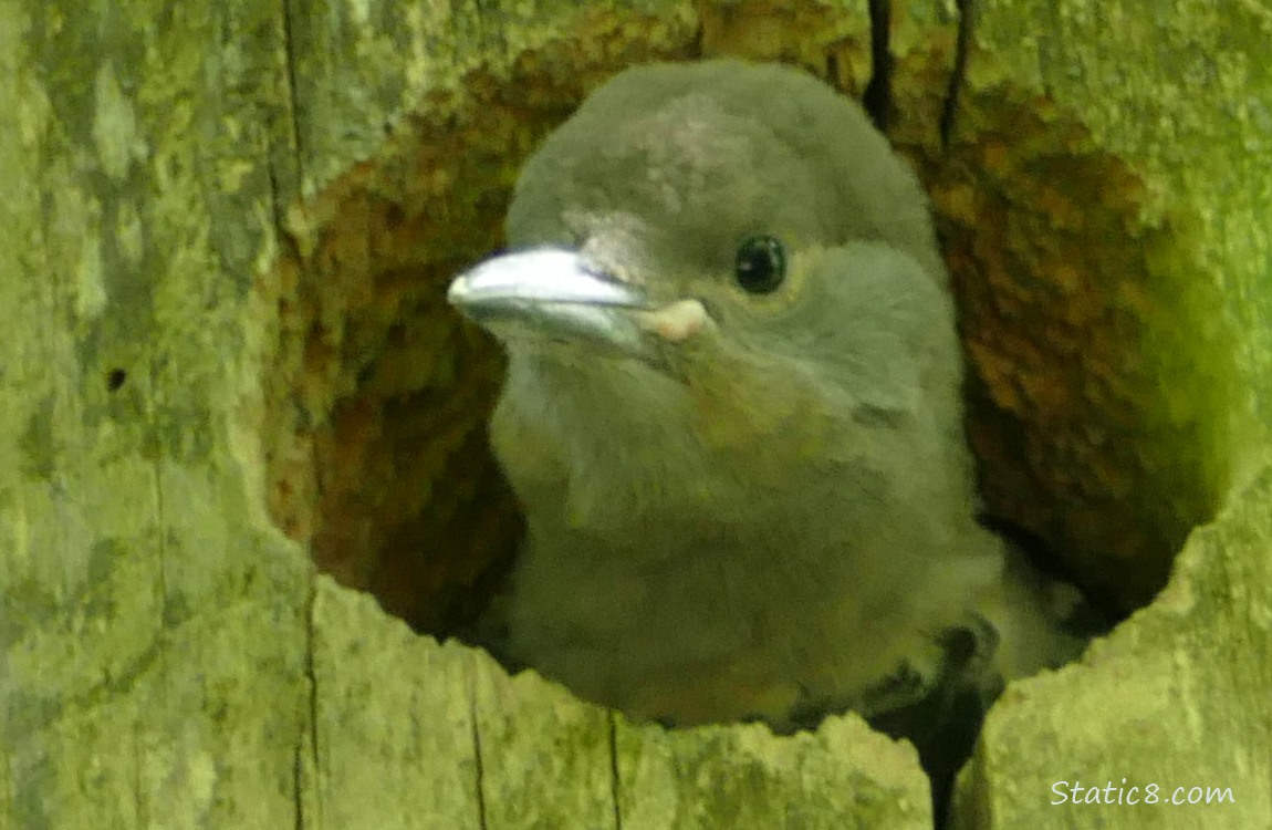 Flicker baby looking out of the nest hole