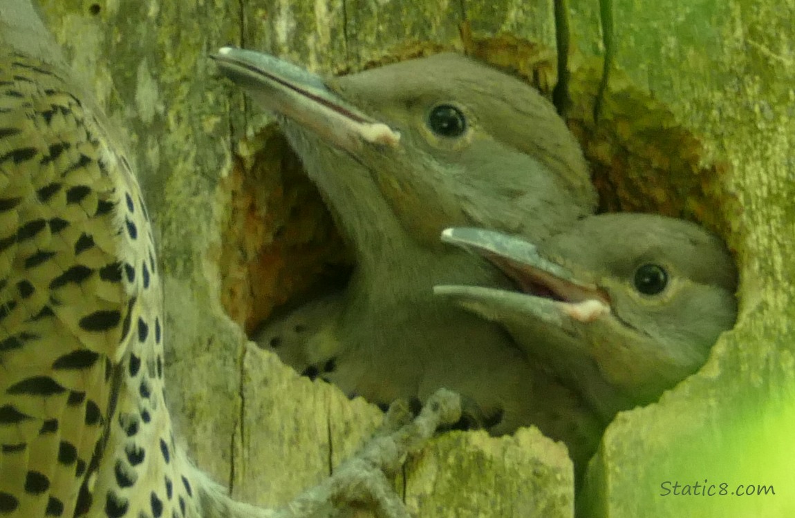 Two baby Flickers sticking their faces out of the nest hole