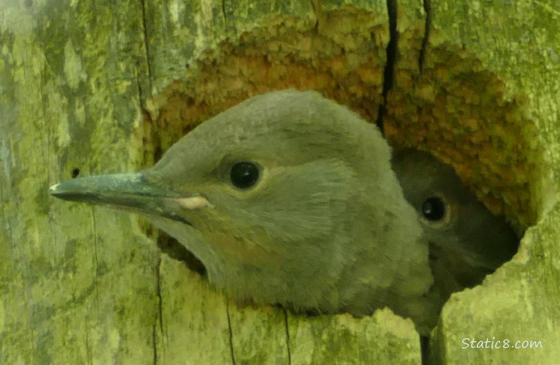Flicker baby stickes her face out of the nest, and another behind her
